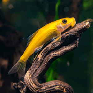 Chinese Glod Algae Eater