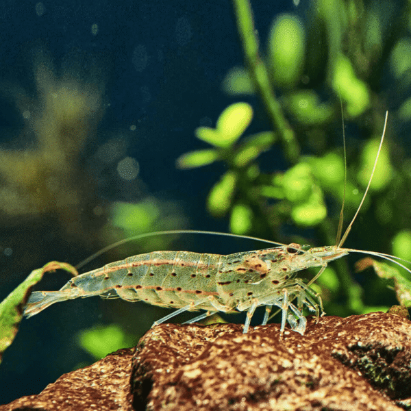 ARMANO SHRIMPS - The Scapers Hub
