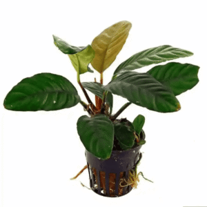 ANUBIAS COFFEE (S)