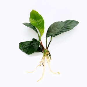 ANUBIAS COFFEE (L)