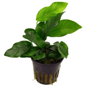 ANUBAS NANA ONE PLANTS POT 