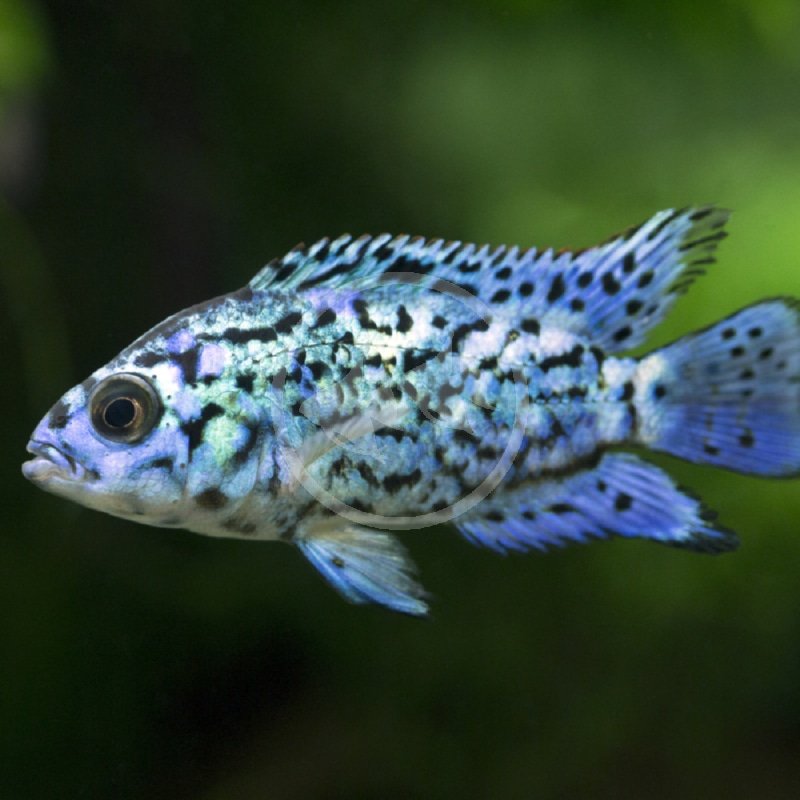 CICHLID-CENTRAL-JACK-DEMPSEY-ELECTRIC-BLUE-Rocio-octofasciata