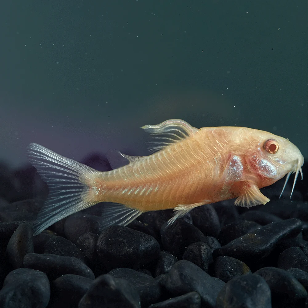 albino-aeneus-cory_1200x